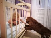 Превью фото № 246783