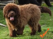 Превью фото № 246788