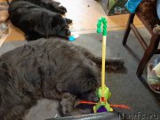 Превью фото № 246790