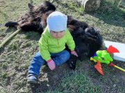 Превью фото № 246792