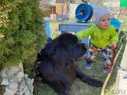 Превью фото № 246796