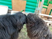 Превью фото № 246806