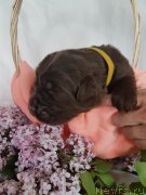 Превью фото № 246848