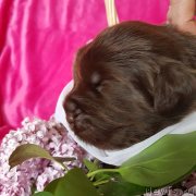 Превью фото № 246854