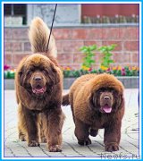 Превью фото № 246855