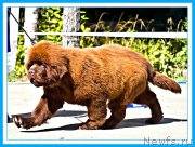 Превью фото № 246858