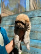 Превью фото № 246873