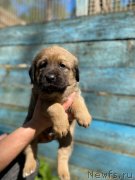 Превью фото № 246876