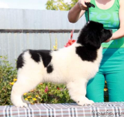 Превью фото № 246892