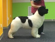 Превью фото № 246893