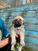 Превью фото № 246900