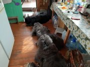 Превью фото № 246933