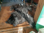 Превью фото № 246936