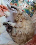 Превью фото № 246937