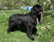 Превью фото № 246954