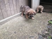 Превью фото № 246974