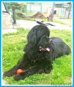 Превью фото № 246980