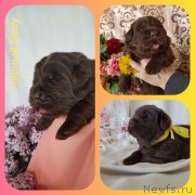 Превью фото № 246992