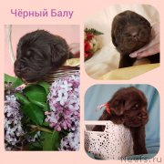 Превью фото № 246993