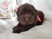 Превью фото № 246998