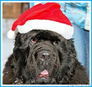 Превью фото № 247008