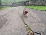 Превью фото № 247017