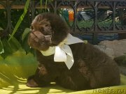 Превью фото № 247025