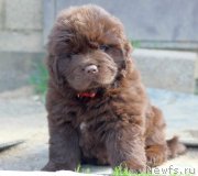 Превью фото № 247046