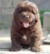 Превью фото № 247051