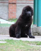 Превью фото № 247054