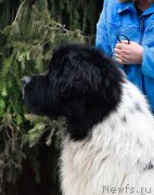 Превью фото № 247106