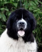 Превью фото № 247125