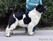 Превью фото № 247129