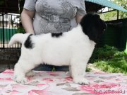 Превью фото № 247139