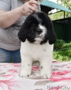 Превью фото № 247140