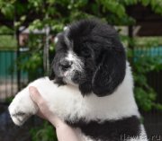 Превью фото № 247146