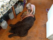 Превью фото № 247183