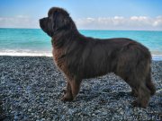 Превью фото № 247193