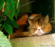 Превью фото № 247196