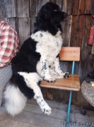 Превью фото № 247210