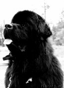 Превью фото № 247218