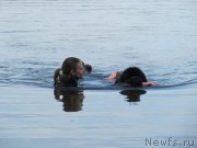 Превью фото № 247222