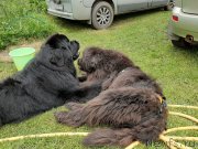 Превью фото № 247242