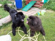 Превью фото № 247243