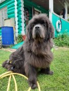 Превью фото № 247252