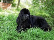 Превью фото № 247343