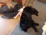 Превью фото № 247390