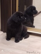 Превью фото № 247402