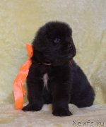 Превью фото № 247412