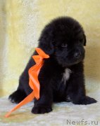 Превью фото № 247413